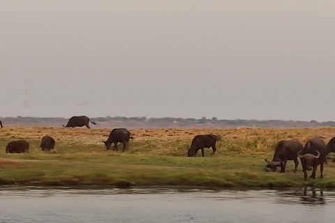 Dagsutflykt från Victoriafallen: Chobe NP land- och flodsafari