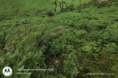 Hiking Lomas de Lachay in Lima