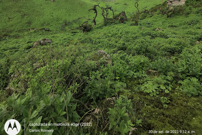 Hiking Lomas de Lachay in Lima