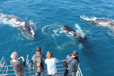 Hervey Bay: Half-Day Whale Watching Cruise Hervey Bay: Half Day Exciting Whale Watching Adventure