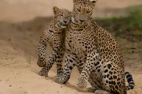 Wilpattu National Park Safari Guided by NATURALIST / RANGER