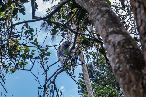 Secret Beach, Kuza Cave and Jozani forest with transfer