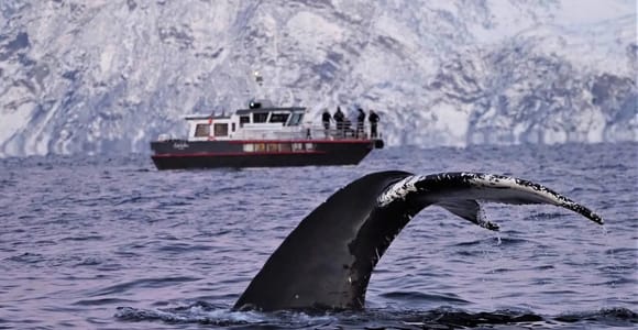 Personal Whale Watching Adventure From Tromsø