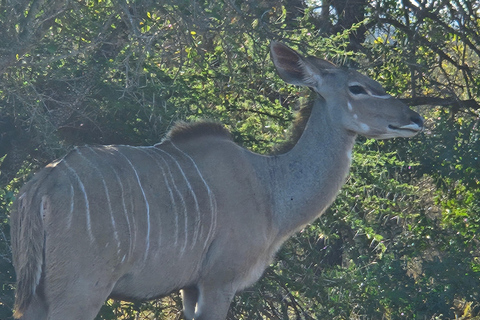 Privat Safari Tur: Pilansbergs nationalpark Big 5Privat safaritur: Pilansbergs nationalpark Big 5