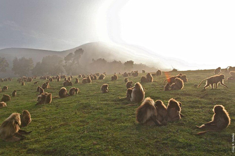 Simien Mountains: Gelada Baboon Kingdom & Grand Escarpment