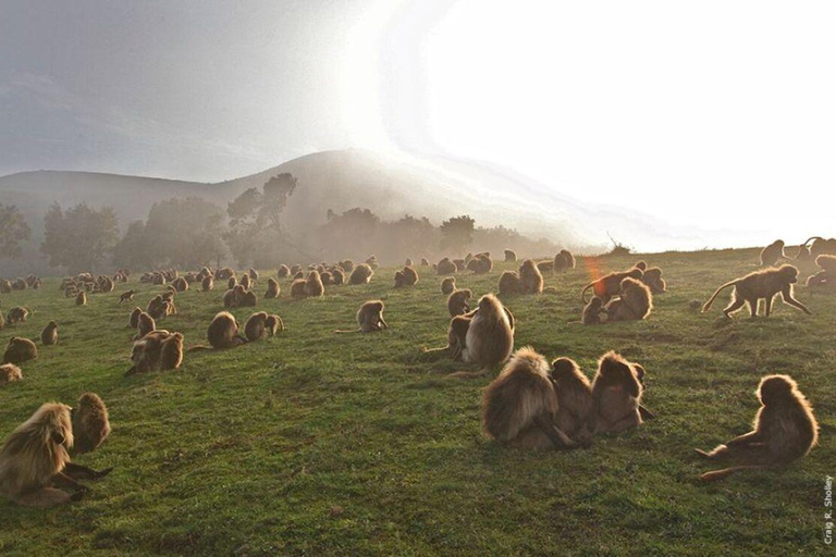 Simien Mountains: Gelada Baboon Kingdom & Grand Escarpment