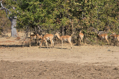 Livingstone: Game Drive And Rhino Walk Experience