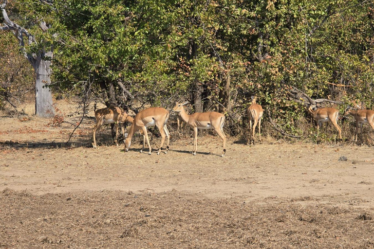 Livingstone: Game Drive And Rhino Walk Experience