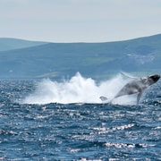 Dingle: Wildlife Boat Tour with Guide (4 Hours)