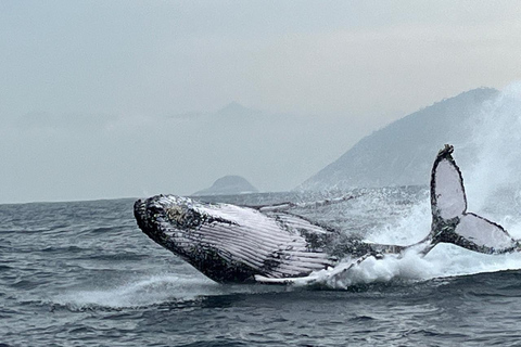 The Rio´s Ultimate Whale Whatching Experience THE RIO´S ULTIMATE WHALE WHATCHING