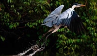 Sandoval 4D/3N Expedition, Chuncho Clay e Macaw Watching - Hizvo