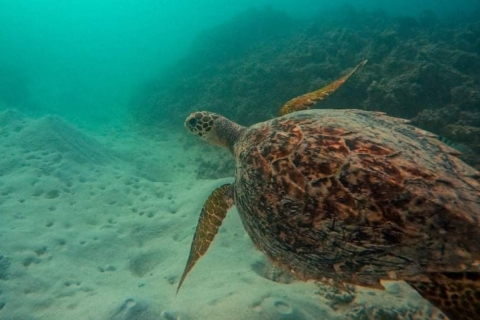 Blue Bay à l'Île aux Aigrettes : Excursion exclusive de plongée en apnée