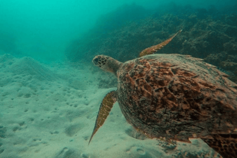 Blue Bay do Île aux Aigrettes: Ekskluzywna wycieczka z nurkowaniem