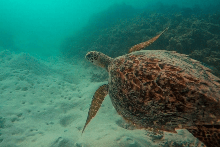 Blue Bay à l'Île aux Aigrettes : Excursion exclusive de plongée en apnée