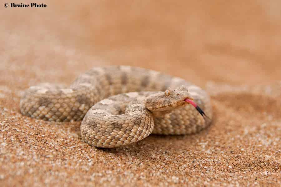 Swakopmund: Tour durch die lebendige Wüste Namib. Foto: GetYourGuide Swakopmund: Tour durch die lebendige Wüste Namib. Foto: GetYourGuide