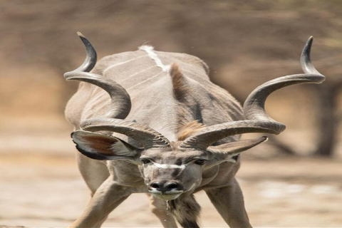 CAPE TOWN: PRYWATNE SAFARI W REZERWACIE GIER AQUILAZ Kapsztadu: Wycieczka w obie strony do Aquili z przejażdżką do gier