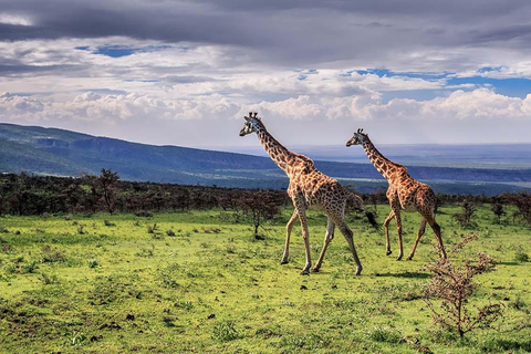 Arusha: Arusha National Park Safari with Canoeing Option