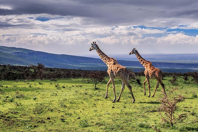 Arusha: Arusha National Park Safari with Canoeing Option