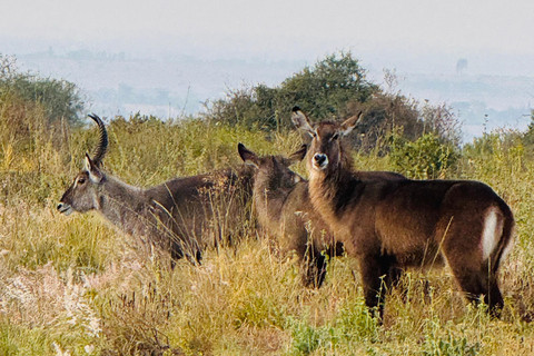 Nairobi Park Safari, Sheldrick's Orphanage & Giraffe Center Shared Drive in Open-Roof Van Game Drive