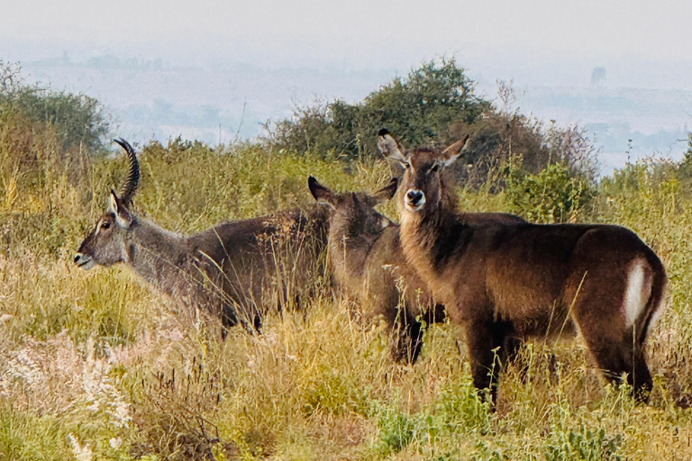Nairobi Park Safari, Sheldrick's Orphanage & Giraffe Center Shared Drive in Open-Roof Van Game Drive