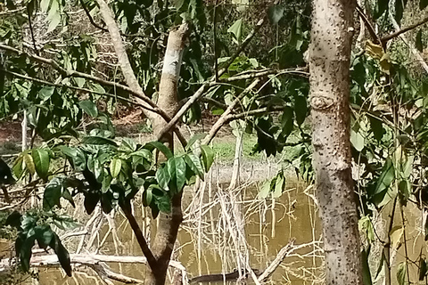 Bacalar: Calakmul ruins, jungle path & stop at the bat cave. Bacalar: Calakmul ruins tour jungle and the bat volcano..