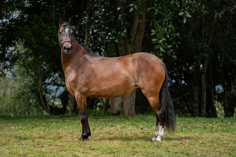 Bogotá: Paso Fino Horse Ranch Visit with Guide