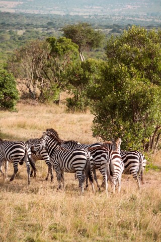 Visit Budget 6-day Safari Serengeti+Ngorongoro+Tarangire+Manyara in Arusha, Tanzania