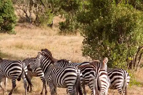 Safari económico de 6 días: Serengeti+Ngorongoro+Tarangire