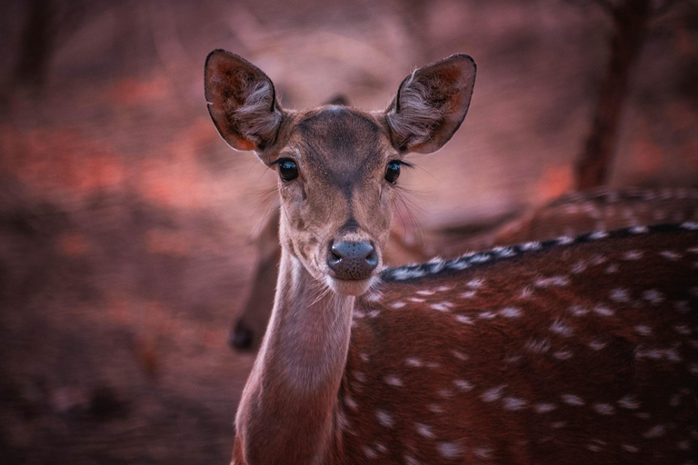 5-Day Trip to Khajuraho, Orchha, Gwalior & Jhansi from Delhi Private Transport + English Guide + 3 Star Accommodation.