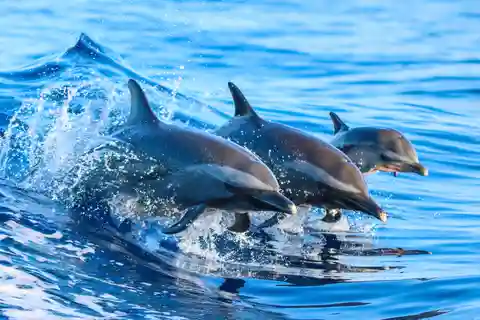 Costa Rica: Osservazione dei delfini e snorkeling