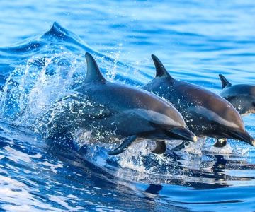 Costa Rica: Observación de delfines y experiencia de buceo