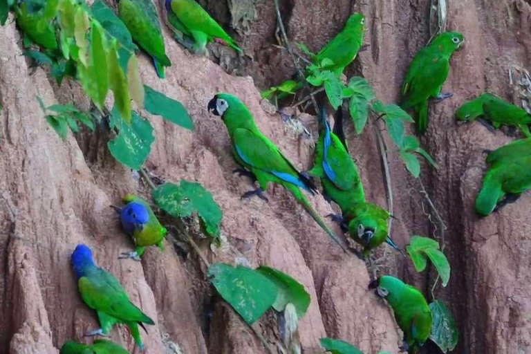 Unveil Amazon's Secrets: 4 Days of Macaw Bliss