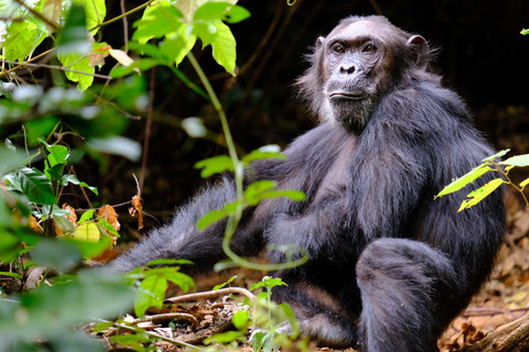 KIGOMA: Chimpanzees trekking Day Trip in Gombe national park Private Chimpanzee Trekking with Hotel Transfer and Lunch