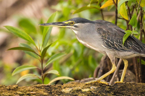 Bentota/Beruwala: Galle Fort, Koggala Lake & Kayaking Tour