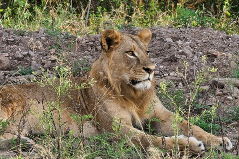 Halvdagsutflykt till Nairobis nationalpark med upphämtning från hotell