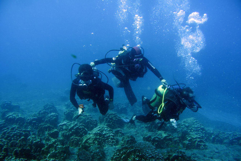 Easter Island – Introductory Dive in the Corals of Rapa Nui Easter Island: Introductory Dive in the Corals of Rapa Nui