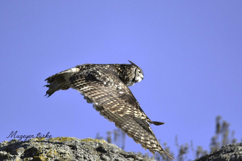 Addis Ababa: 6-Day Bale Mountains Guided Tour with Meals