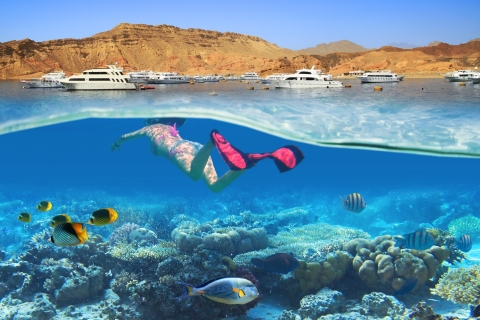 Sharm: Isla Blanca y Ras Mohamed con traslados privadosTour en barco con traslado privado, almuerzo y equipo de snorkel