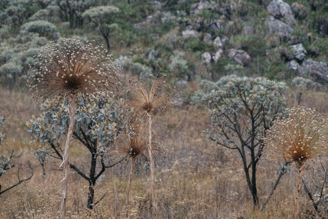From São Paulo: 5-Day Serra da Canastra Wildlife Safari