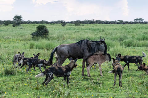Arusha: Safari de 3 días en el Serengeti durante la temporada de cría con vuelos incluidos.Arusha: Safari de 3 días en la temporada de cría en el Serengeti con vuelos incluidos
