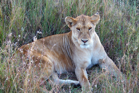 3 dagars safari Serengeti och Ngorongorokratern Gruppsafari