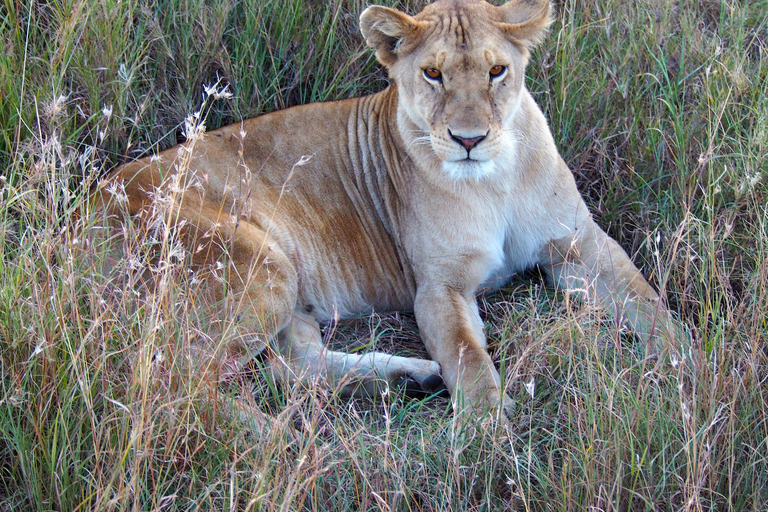 3 dagars safari Serengeti och Ngorongorokratern Gruppsafari