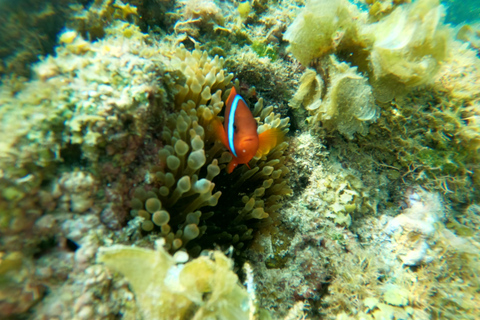 Cebu: Snorkeling em Sardine Run, Cataratas de Mantayupan e emoções de ATV