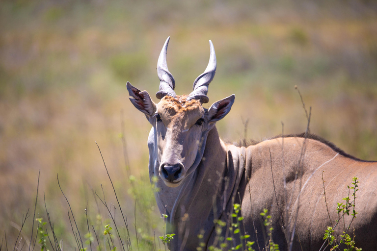 Nairobi: National Park Guided Game Drive Nairobi National Park Private Game Drive