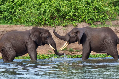 Ouganda et Rwanda : 8 jours de safari Gorilles et faune sauvage