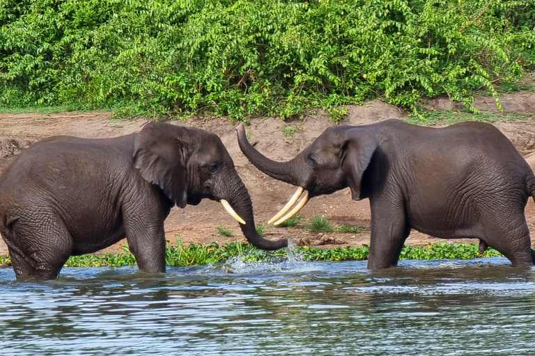 Uganda e Ruanda: Safari di 8 giorni con i gorilla e la fauna selvatica