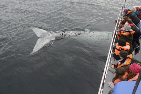 Península Valdés: Whale Watching Boat Tour with Guide