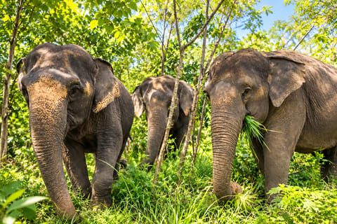 Phuket: Half-Day Elephant Observation Tour with Thai Meal