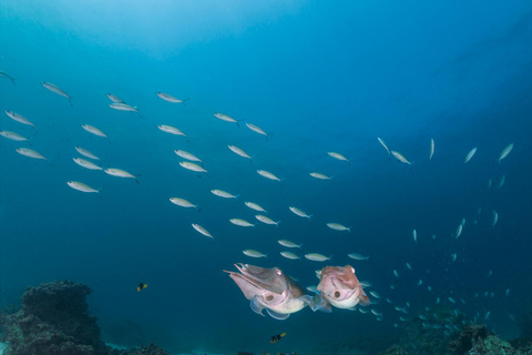 Scuba Diving in Muscat