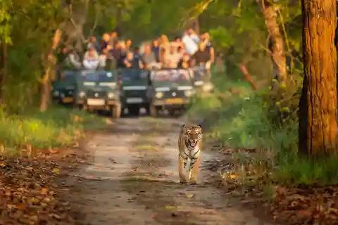 Kathmandu/Pokhara: 3 Day Chitwan Jungle Safari Tour